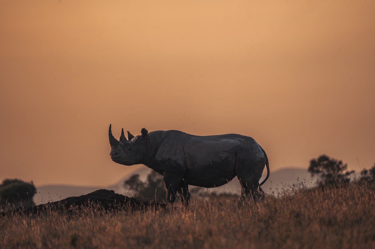 research articles in rhinoceros